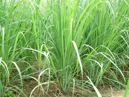Lemon Grass Spice Plant