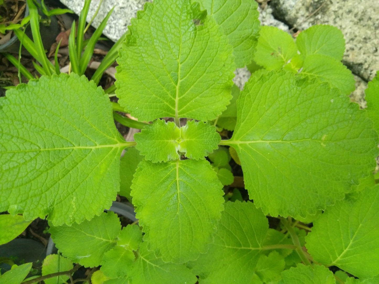 Iruveli ( Coleus zeylanicus ) Medicinal Plant