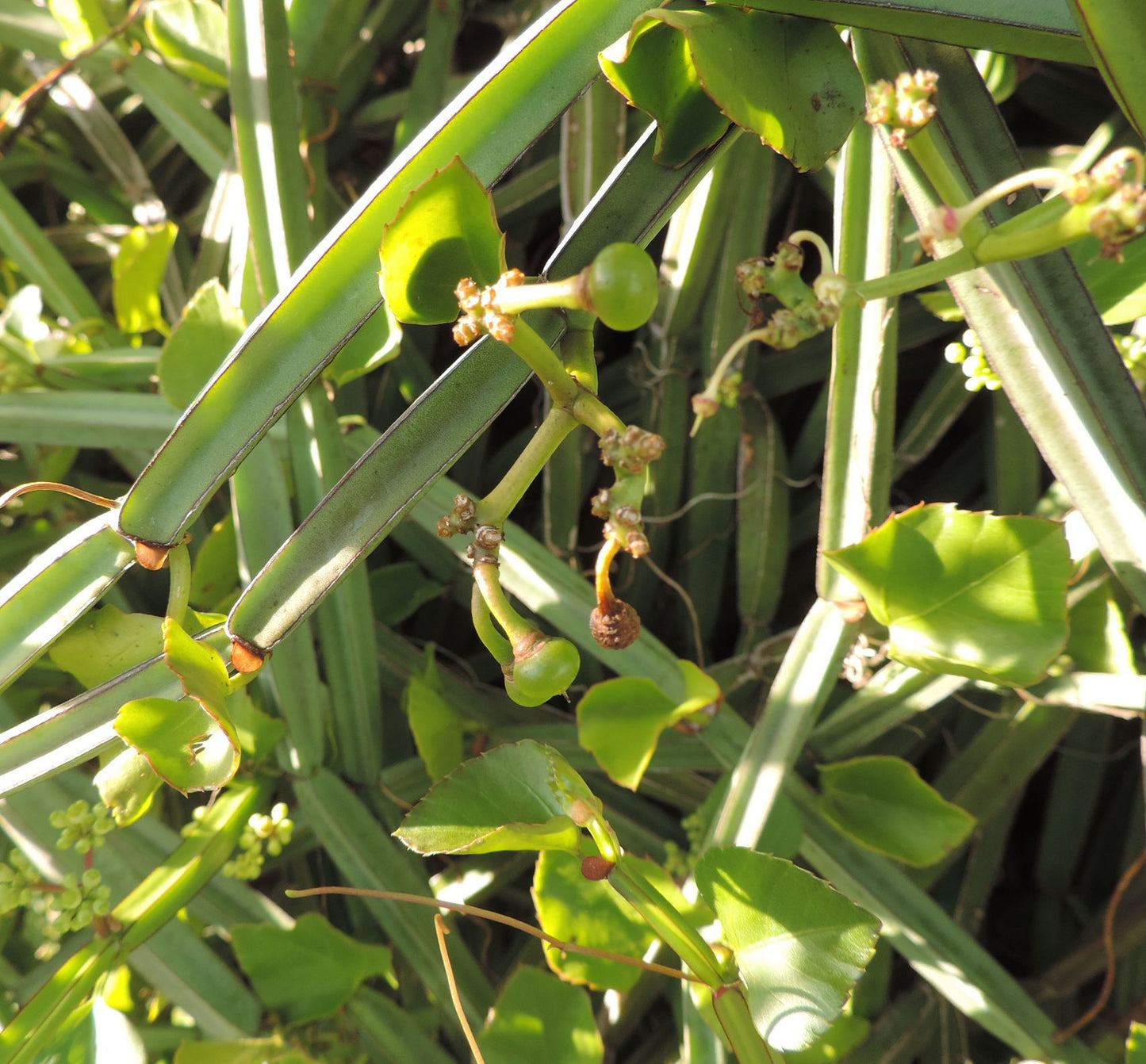 Asthi Samhara ( Cissus quadrangularis ) Medicinal Plant