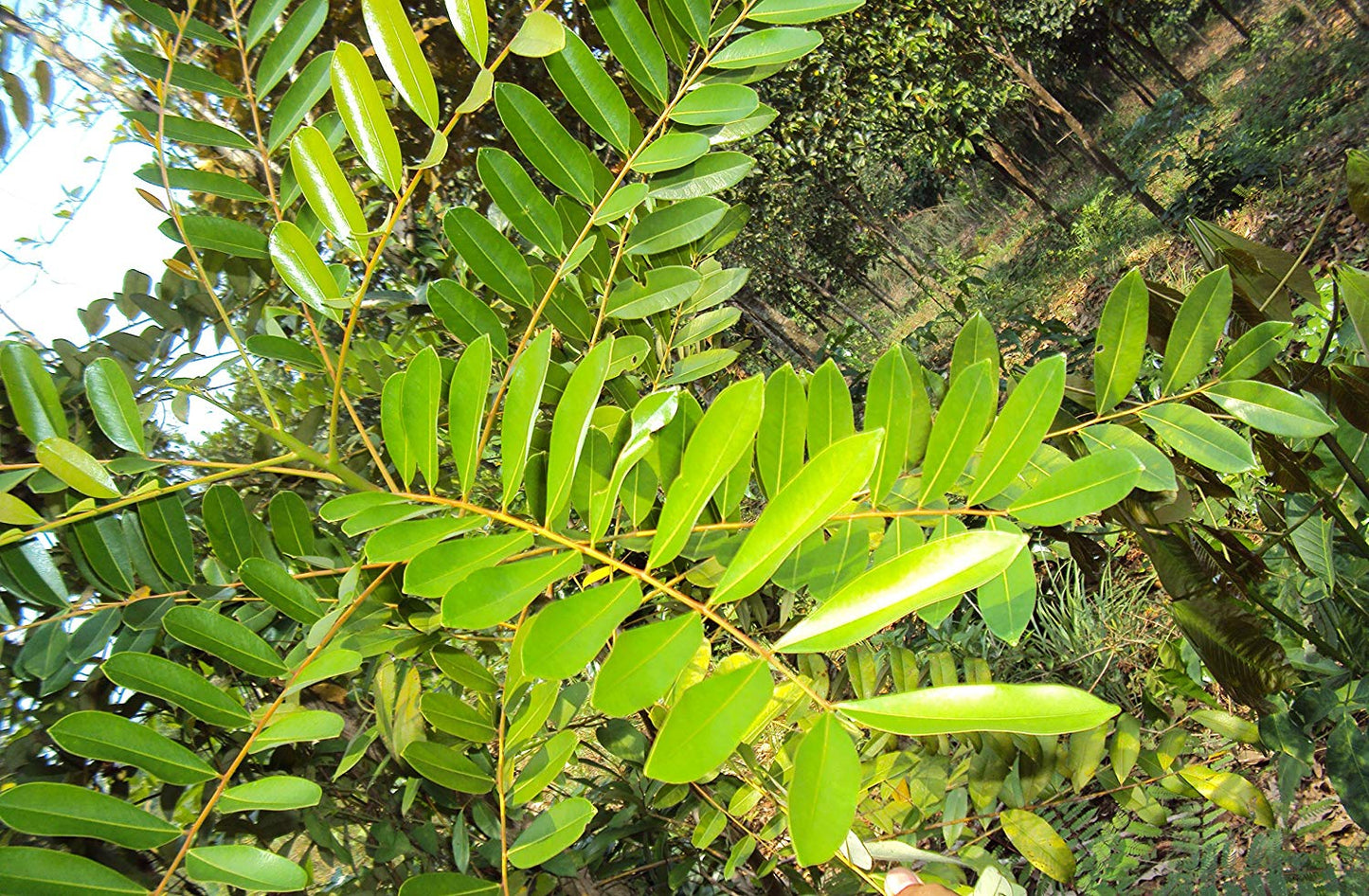 Lakshmi Tharu ( Simarouba glauca ) Medicinal Plant