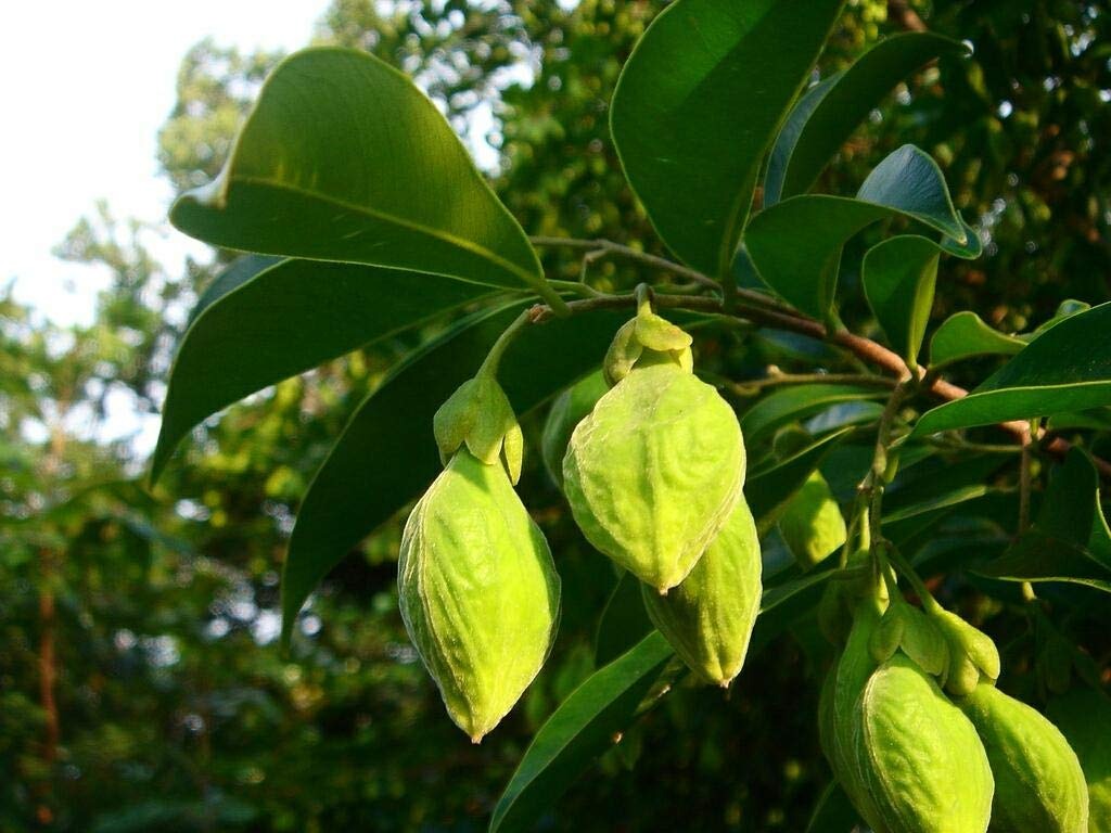 Agarwood Tree - Aquilaria malaccensis Tree Plant – M-Tech Gardens