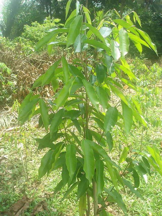 Agarwood Tree - Aquilaria malaccensis Tree Plant – M-Tech Gardens