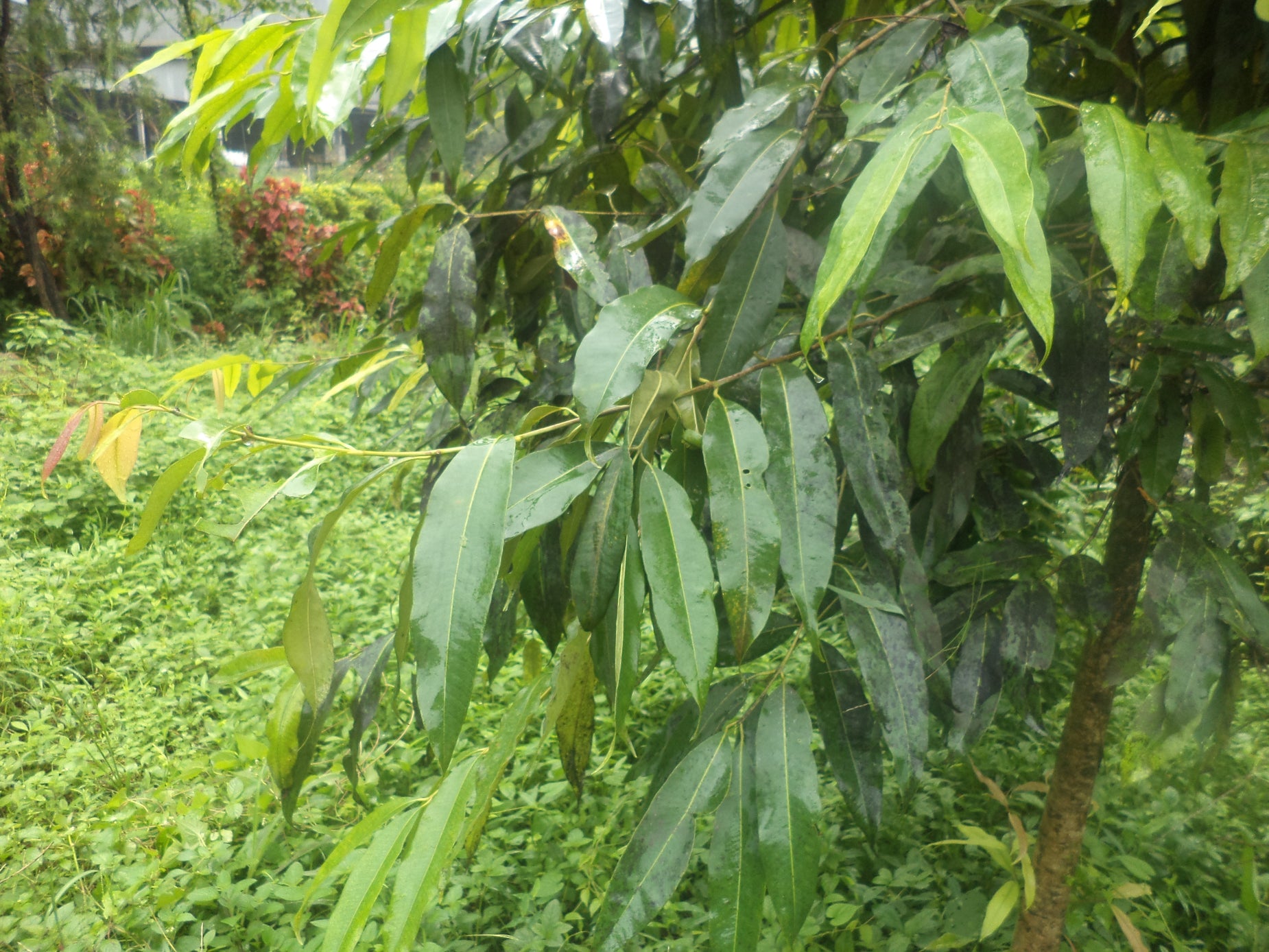 Agarwood Tree - Aquilaria malaccensis Tree Plant – M-Tech Gardens