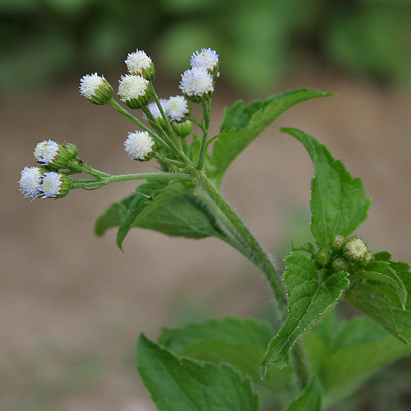 Venappacha ( Agaratum Houstonium ) Medicinal Plant