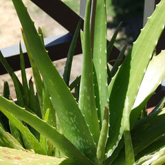 Aloe Vera ( Aloe vera ) Medicinal Plant