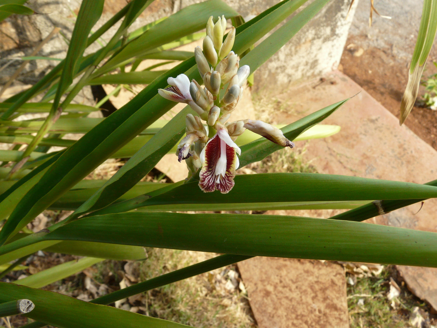 Chittaratha ( Alpinia calcarata ) Medicinal Plant
