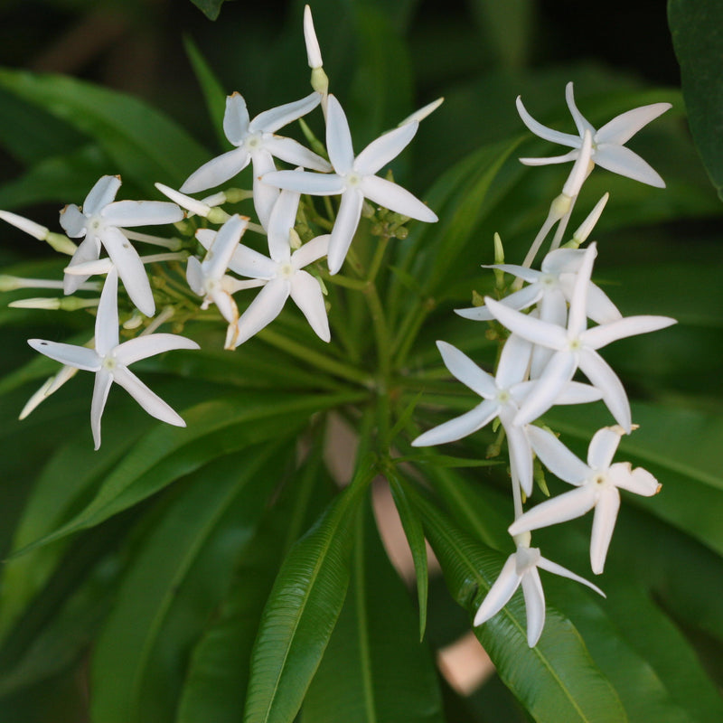 Analivegam ( Alstonia venenata ) Medicinal Plant