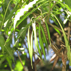 Analivegam ( Alstonia venenata ) Medicinal Plant