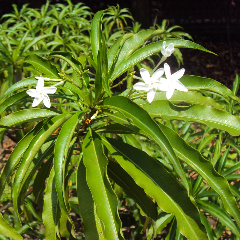 Analivegam ( Alstonia venenata ) Medicinal Plant