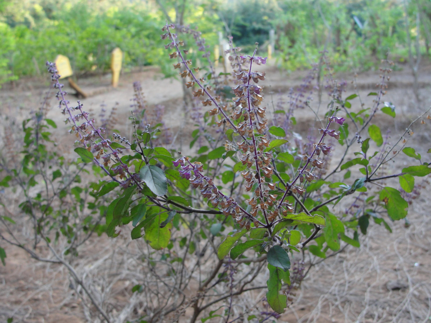 Thulasi ( Ocimum sanctum ) Medicinal Plant
