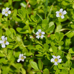 Brahmi ( Bacopa monnieri ) Medicinal Plant
