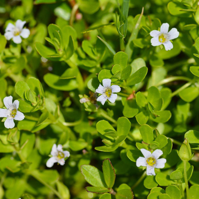 Brahmi ( Bacopa monnieri ) Medicinal Plant