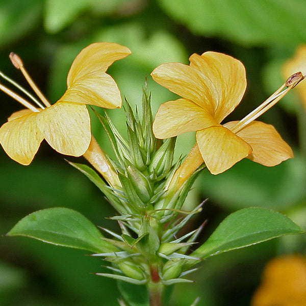 Kanakambaram ( Barleria prionitis ) Medicinal Plant