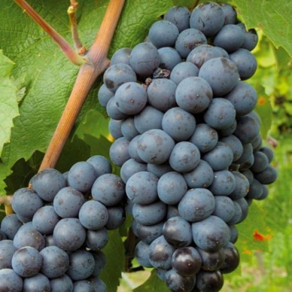 Hybrid Grape - Black Hamburg Grape Vine Fruit Plant