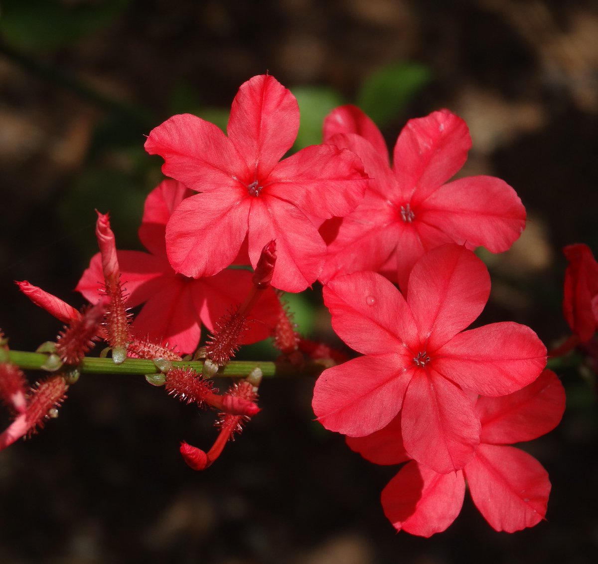 Chethi Koduveli ( Plumbago indica ) Medicinal Plant