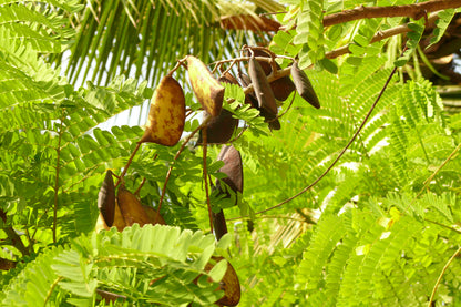 Pathimukam ( Biancaea sappan ) Medicinal Plant