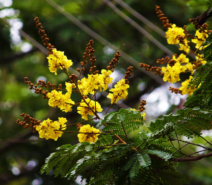 Pathimukam ( Biancaea sappan ) Medicinal Plant
