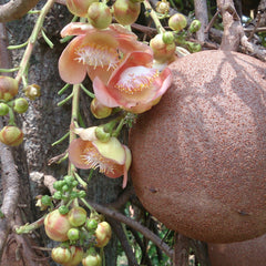 Nagalingam ( Couroupita guianensis ) Medicinal Plant