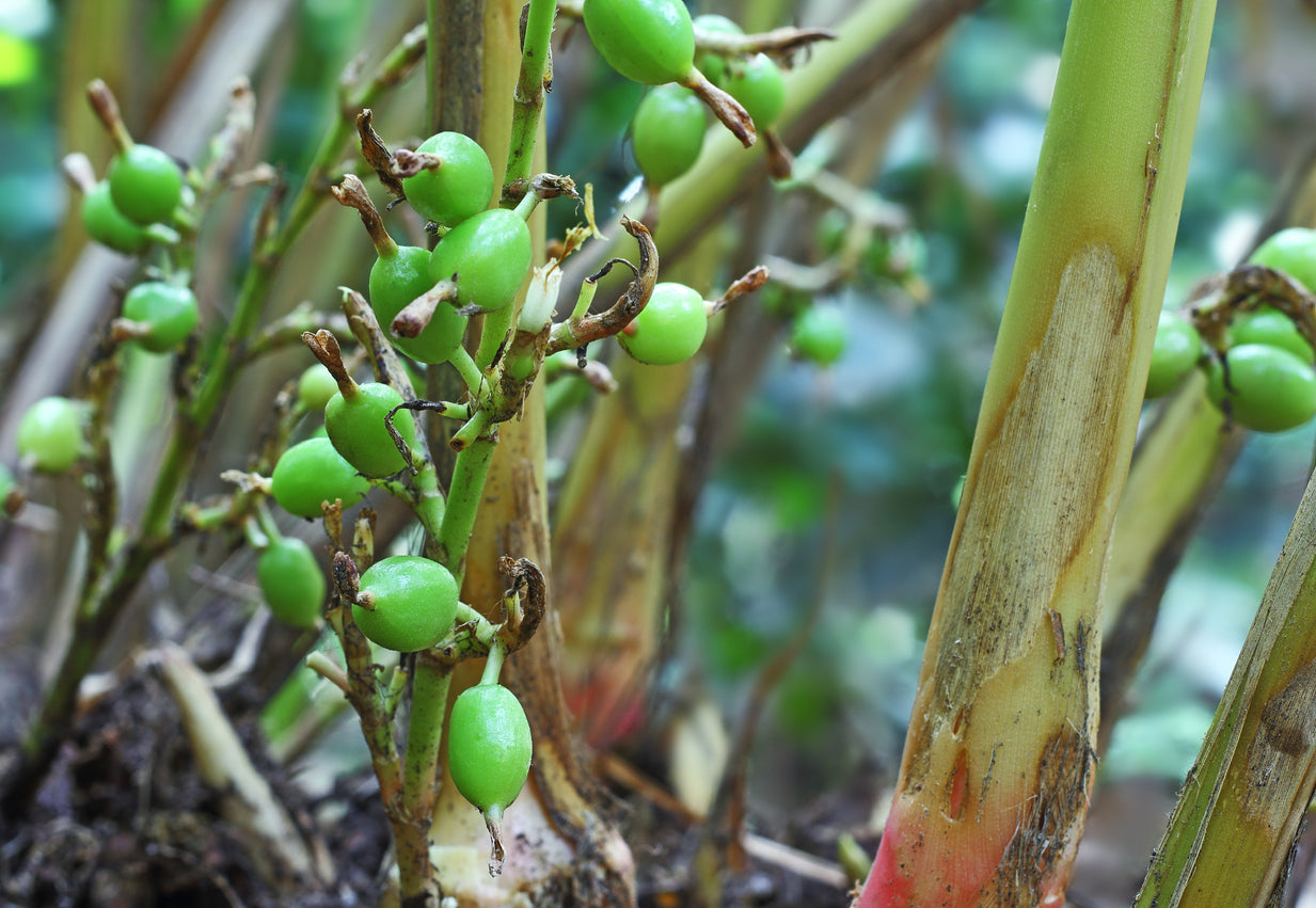Green Cardamom Spice Plant