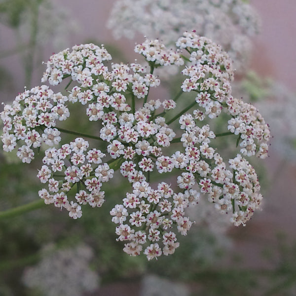 Ajwain / Ayamodhakam ( Trachyspermum ammi ) Medicinal Plant