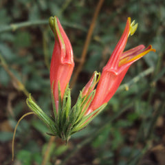Vishapacha ( Clinacanthus nutans ) Medicinal Plant