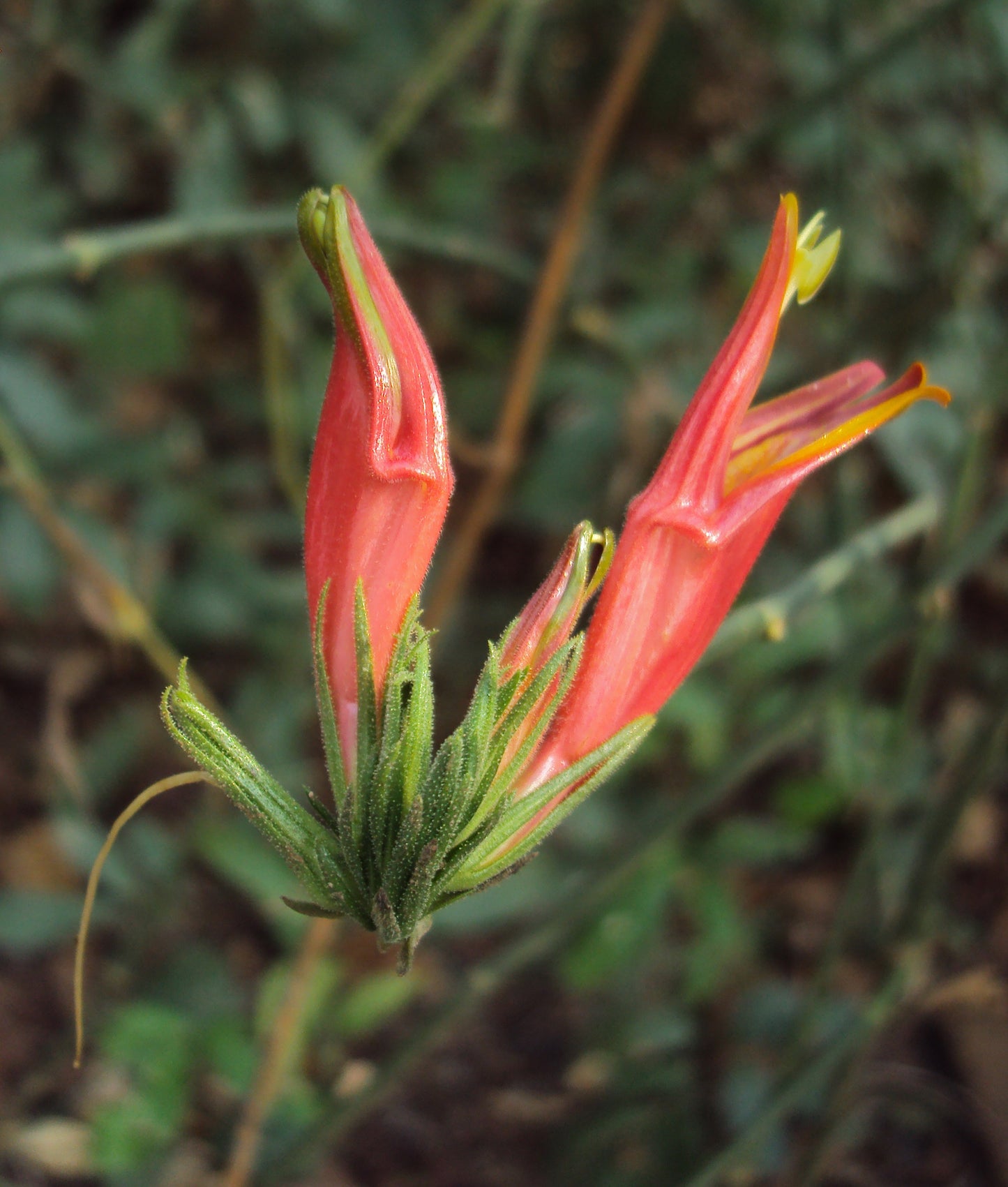 Vishapacha ( Clinacanthus nutans ) Medicinal Plant