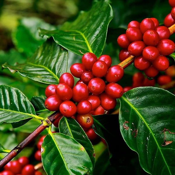 Chandragiri Coffee Plant