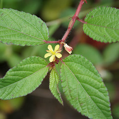 Arenukam ( corchorus trilocularis ) Medicinal Plant