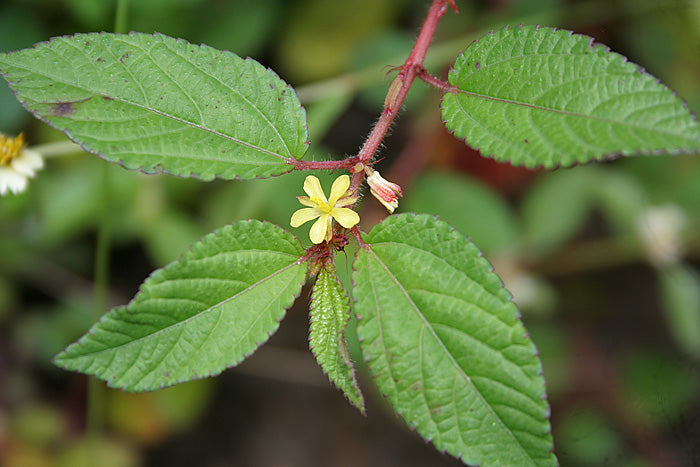 Arenukam ( corchorus trilocularis ) Medicinal Plant
