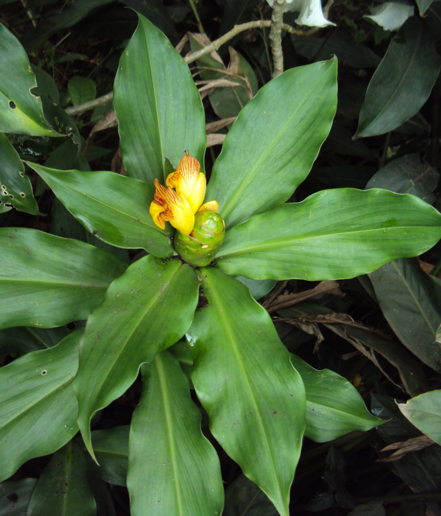 Insulin Plant ( Costus igneus ) Medicinal Plant