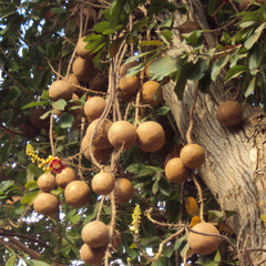 Nagalingam ( Couroupita guianensis ) Medicinal Plant