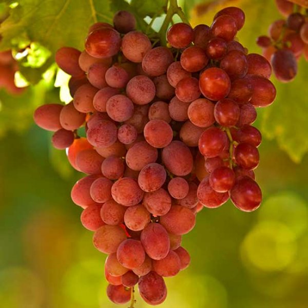 Clinton Grape Hybrid Grape - Crimson Grape Vine Fruit Plant – M-Tech Gardens