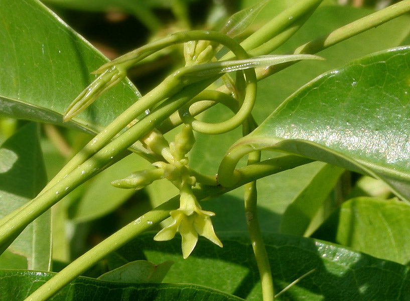 Adavippala ( Cryptolepis dubia ) Medicinal Plant
