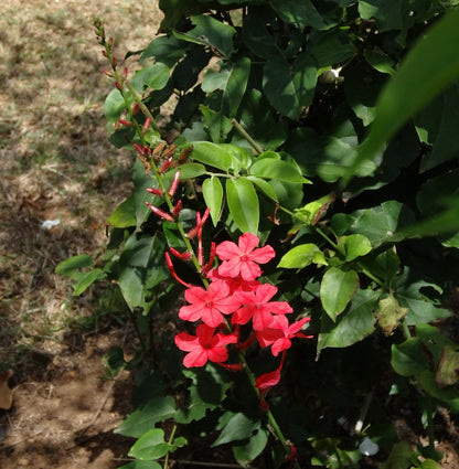 Chethi Koduveli ( Plumbago indica ) Medicinal Plant