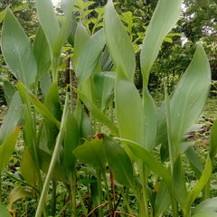 Kasthuri Manjal ( Curcuma aromatica ) Medicinal Plant