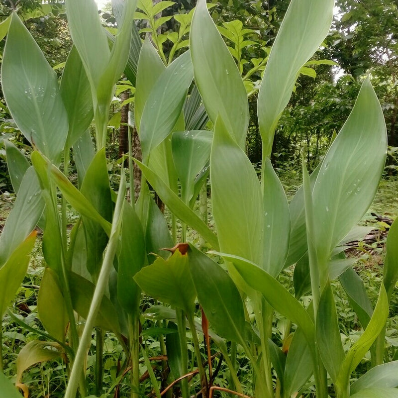 Kasthuri Manjal ( Curcuma aromatica ) Medicinal Plant