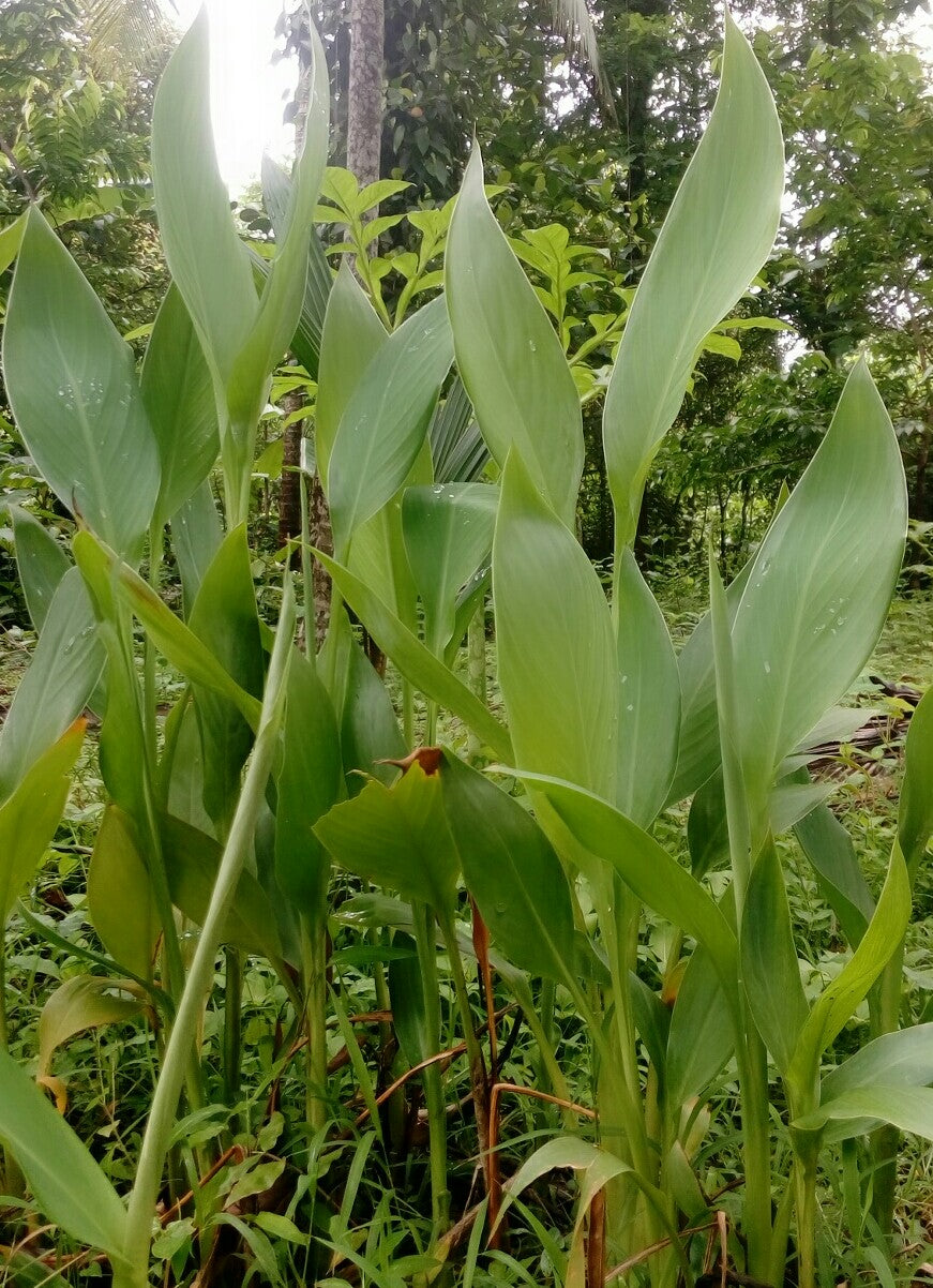 Kasthuri Manjal ( Curcuma aromatica ) Medicinal Plant