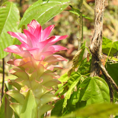Kasthuri Manjal ( Curcuma aromatica ) Medicinal Plant