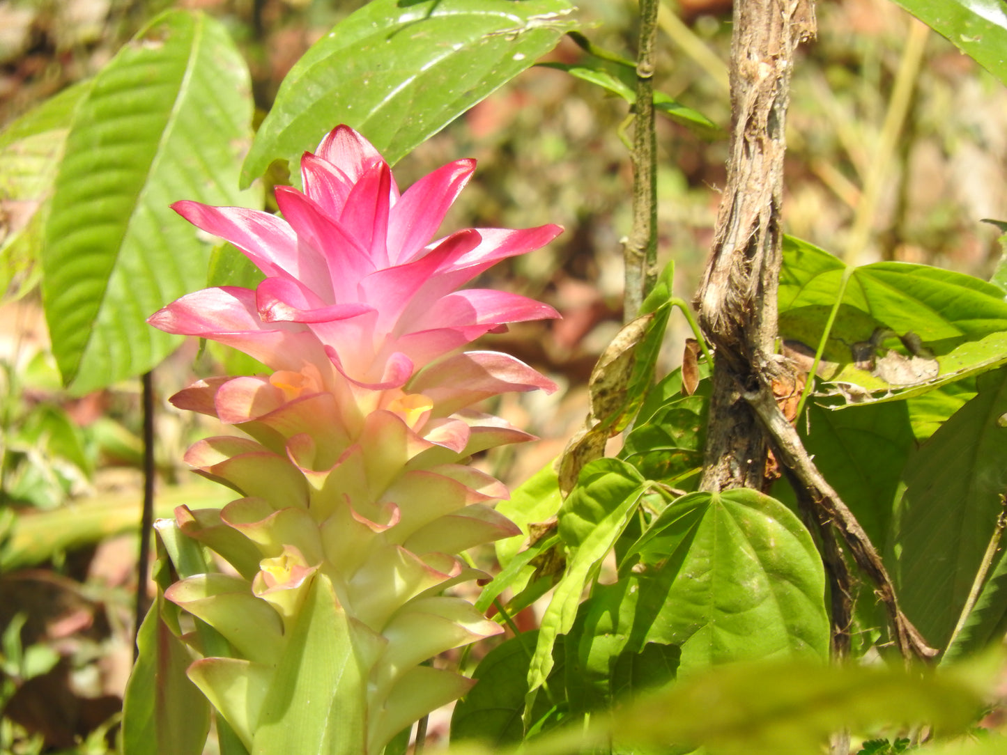Kasthuri Manjal ( Curcuma aromatica ) Medicinal Plant