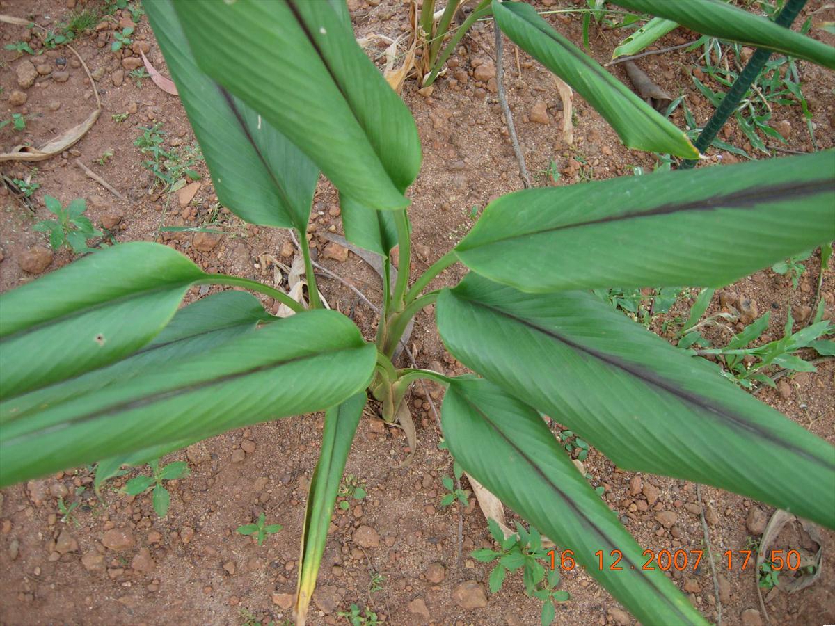 Black Turmeric ( Curcuma caesia ) Medicinal Plant