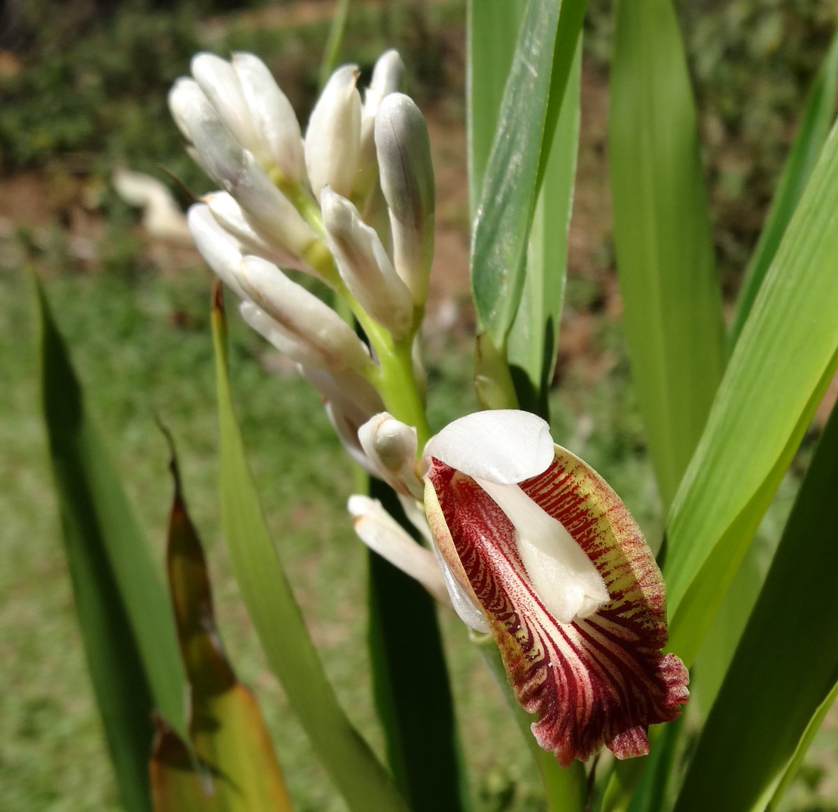 Chittaratha ( Alpinia calcarata ) Medicinal Plant