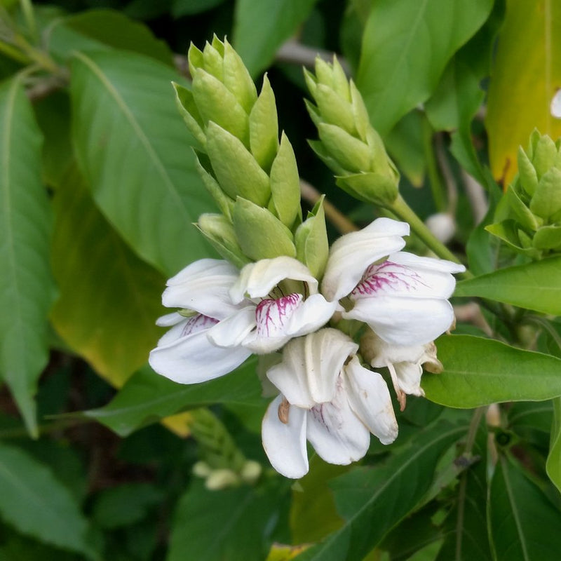 Adalodakam ( Justicia adhatoda ) Medicinal Plant