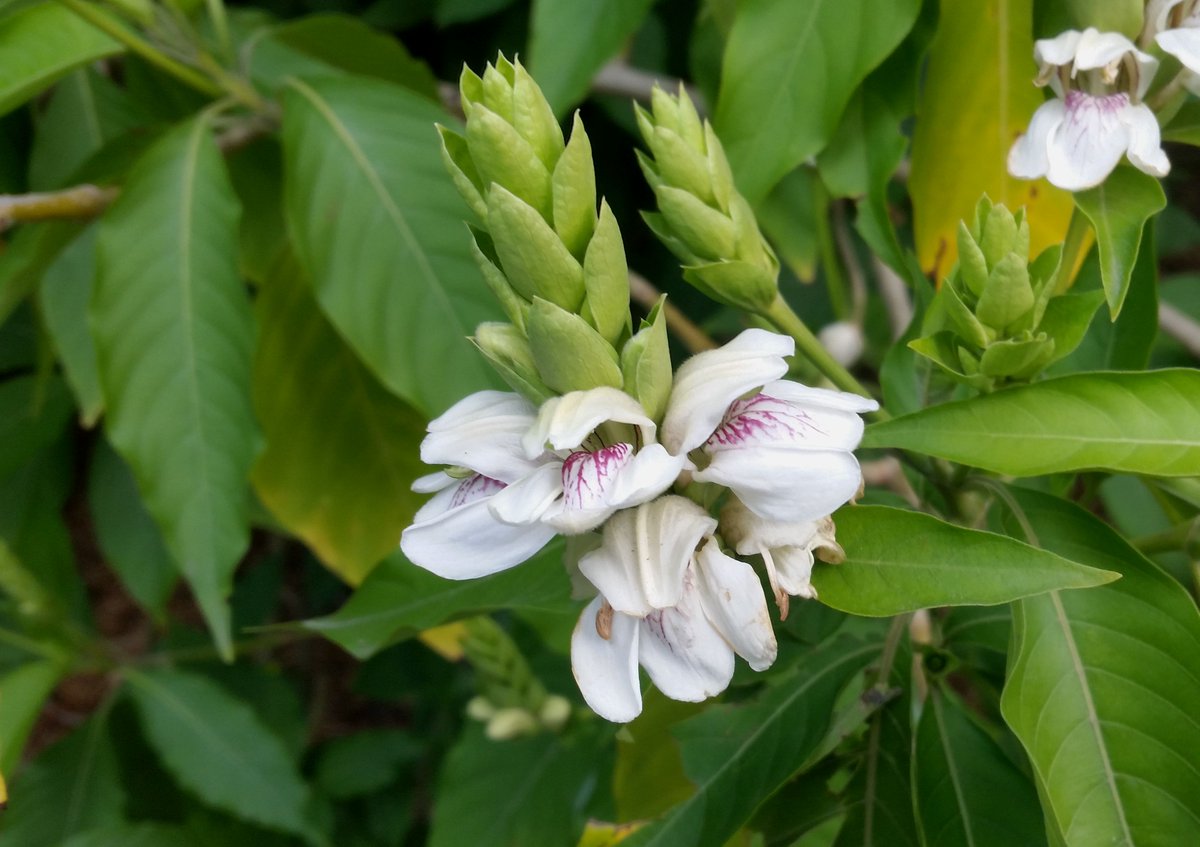 Adalodakam ( Justicia adhatoda ) Medicinal Plant