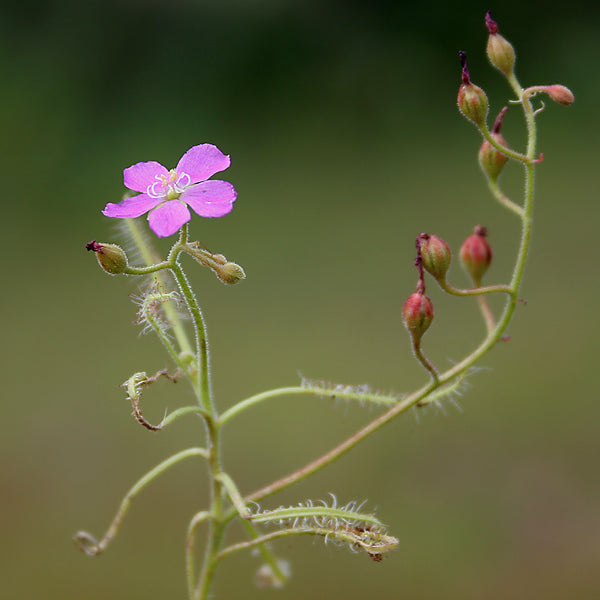 Indian Sundew / Akkaraputha ( Drosera indica ) Medicinal Plant