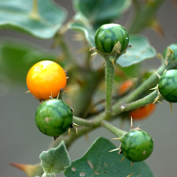 Kandakari Chunda ( Solanum virginianum ) Medicinal Plant