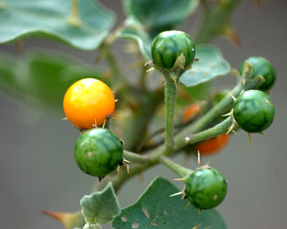 Kandakari Chunda ( Solanum virginianum ) Medicinal Plant