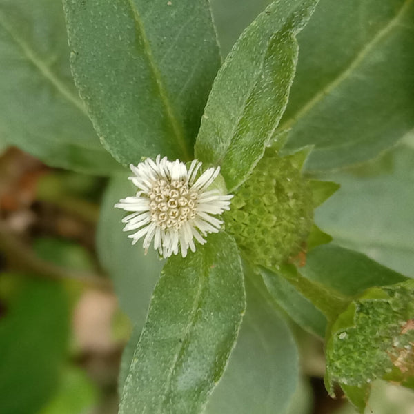 Kayyonni ( Eclipta prostata ) Medicinal Plant