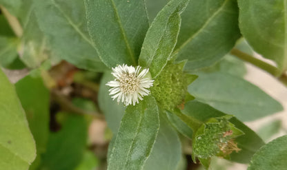 Kayyonni ( Eclipta prostata ) Medicinal Plant