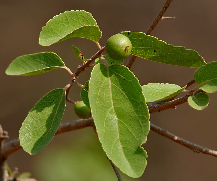 Indian plum / Aghori ( Flacourtia indica ) Medicinal Plant