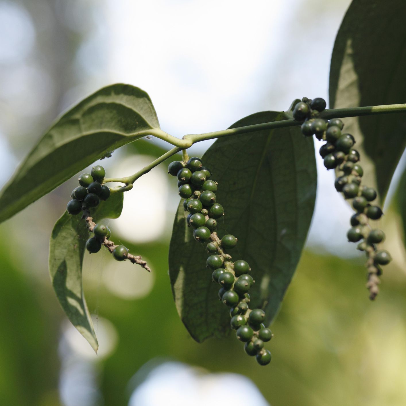 Black Pepper Plant
